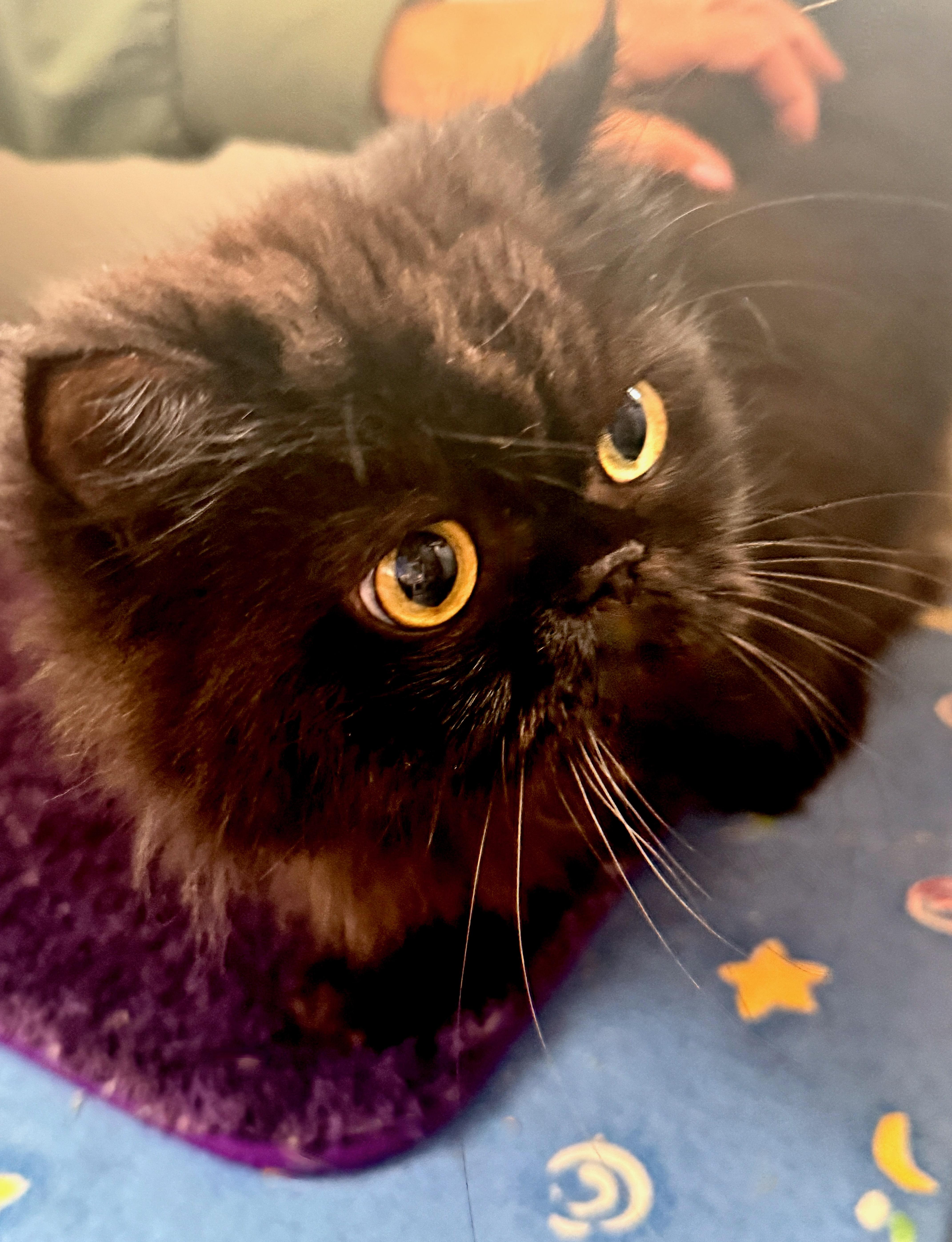 Enlarge Midnight (Olivia), an adopted Persian in Davis, CA image 1/2