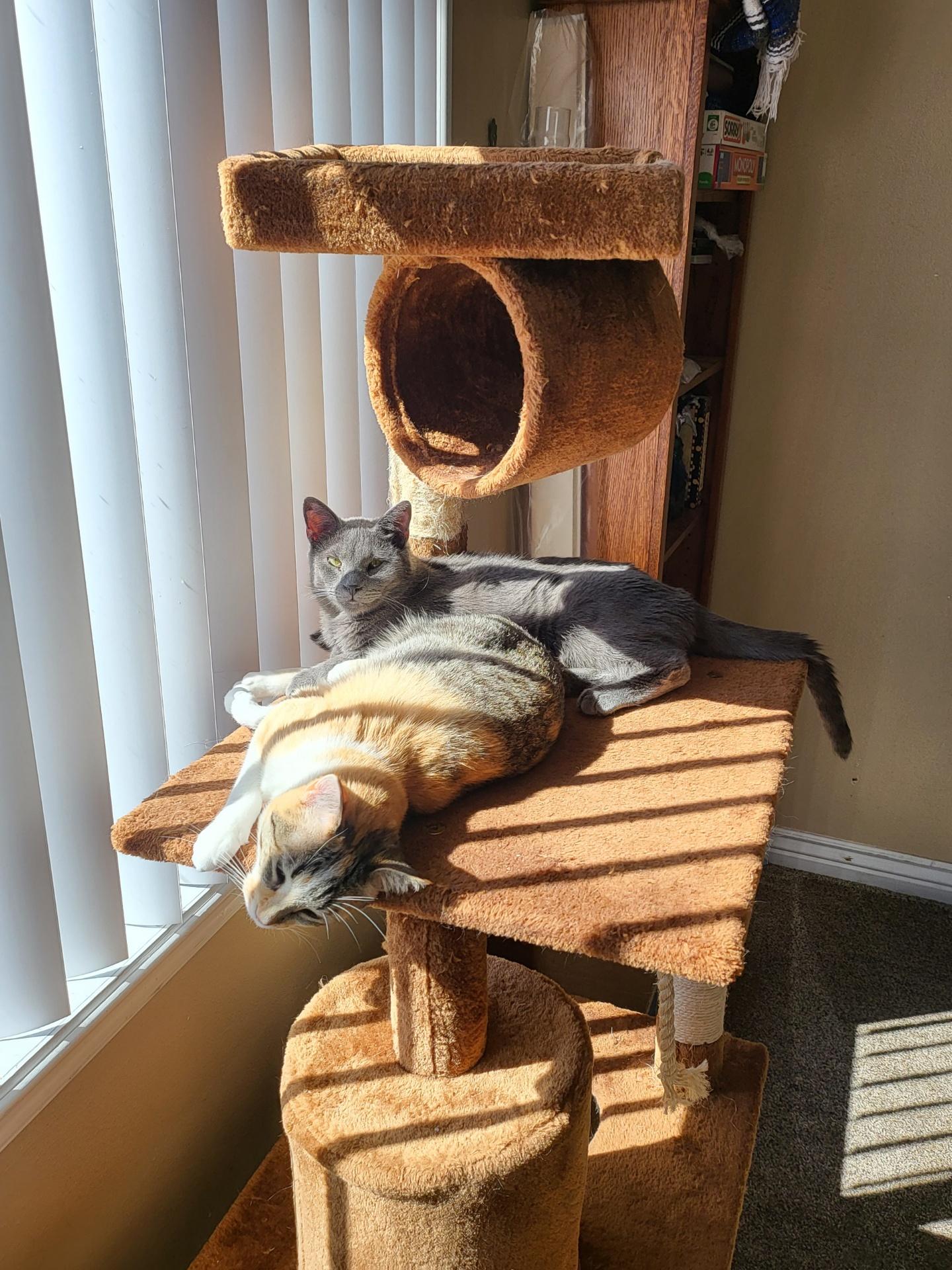Storm and Leah, an adoptable Domestic Short Hair, Russian Blue in Vernal, UT, 84078 | Photo Image 2
