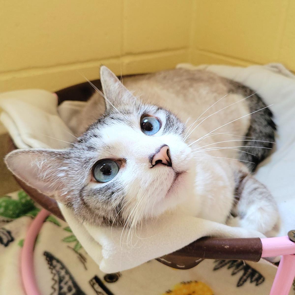 Haze, Adoptable, Adult Male Domestic Short Hair.