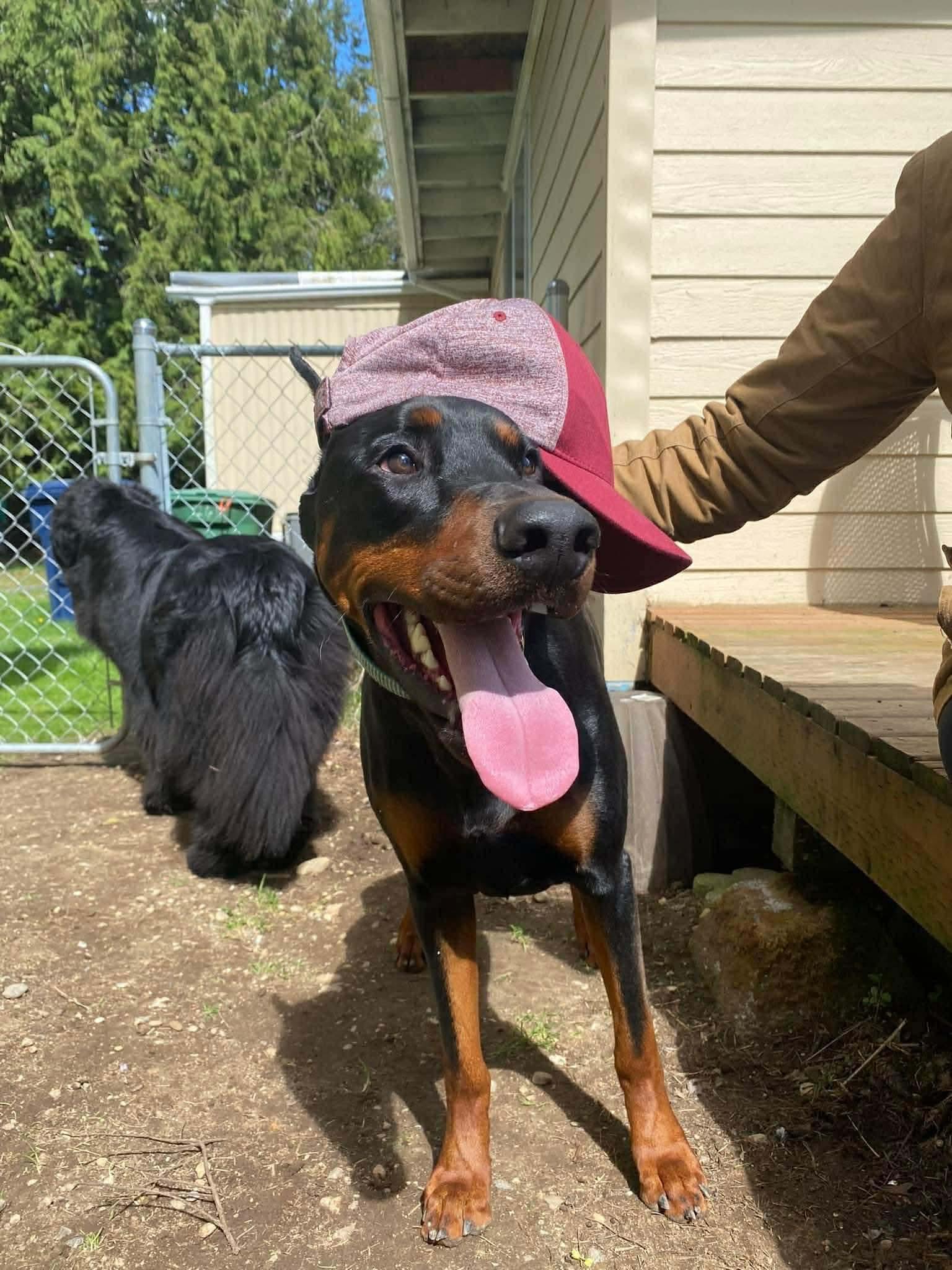 Enlarge Bennett, a Adopted Doberman Pinscher in Shoreline, WA image 1/6