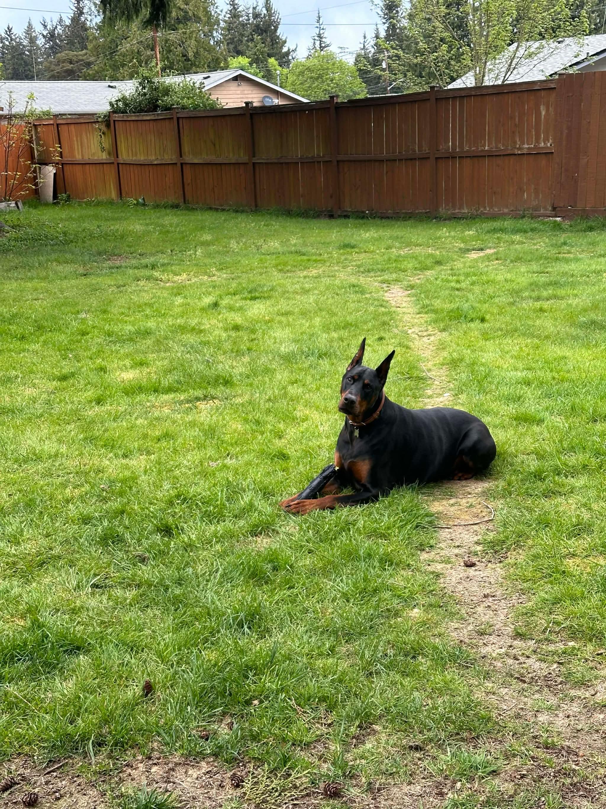 Enlarge Bennett, a Adopted Doberman Pinscher in Shoreline, WA image 2/6