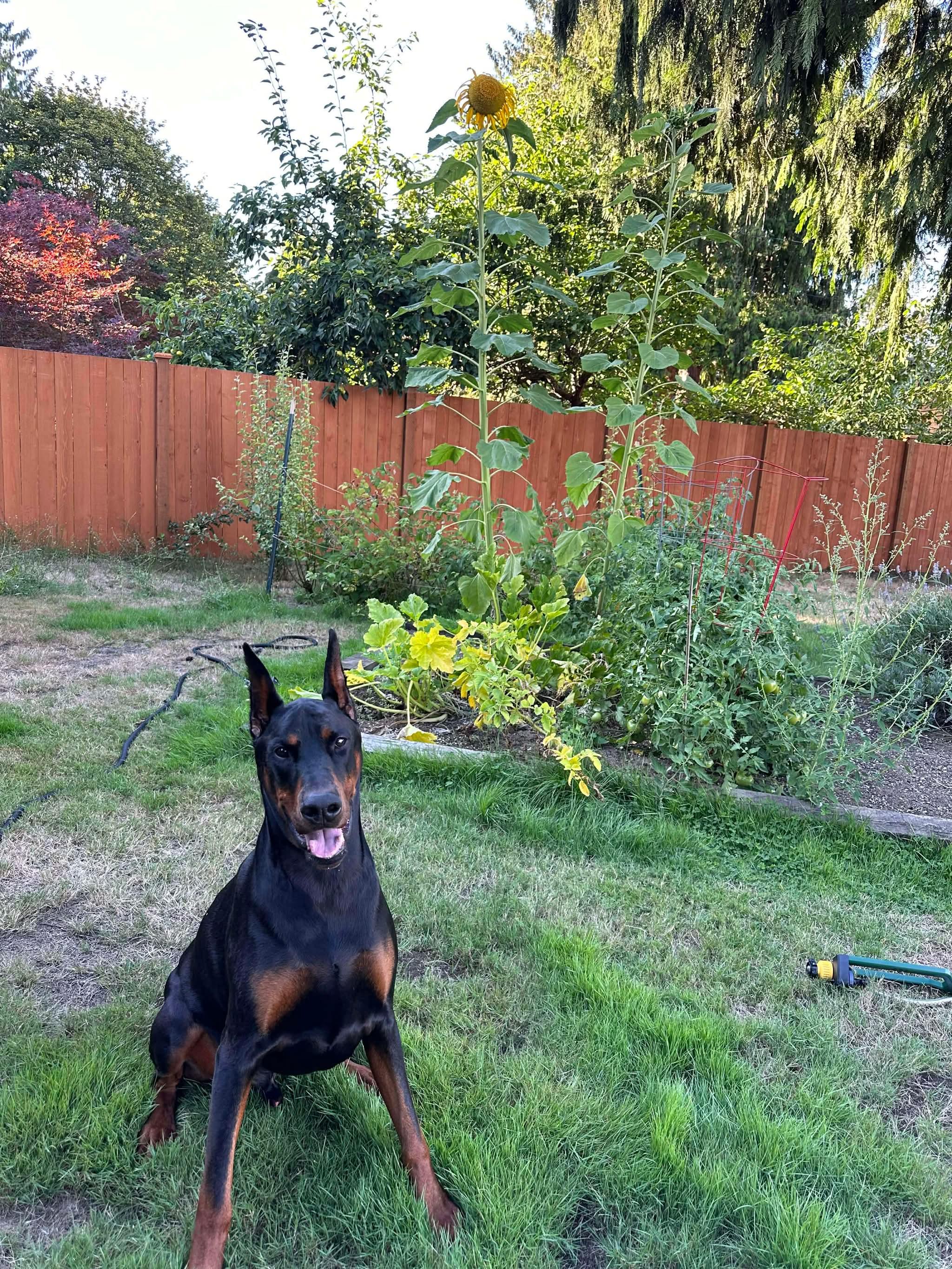 Enlarge Bennett, a Adopted Doberman Pinscher in Shoreline, WA image 3/6
