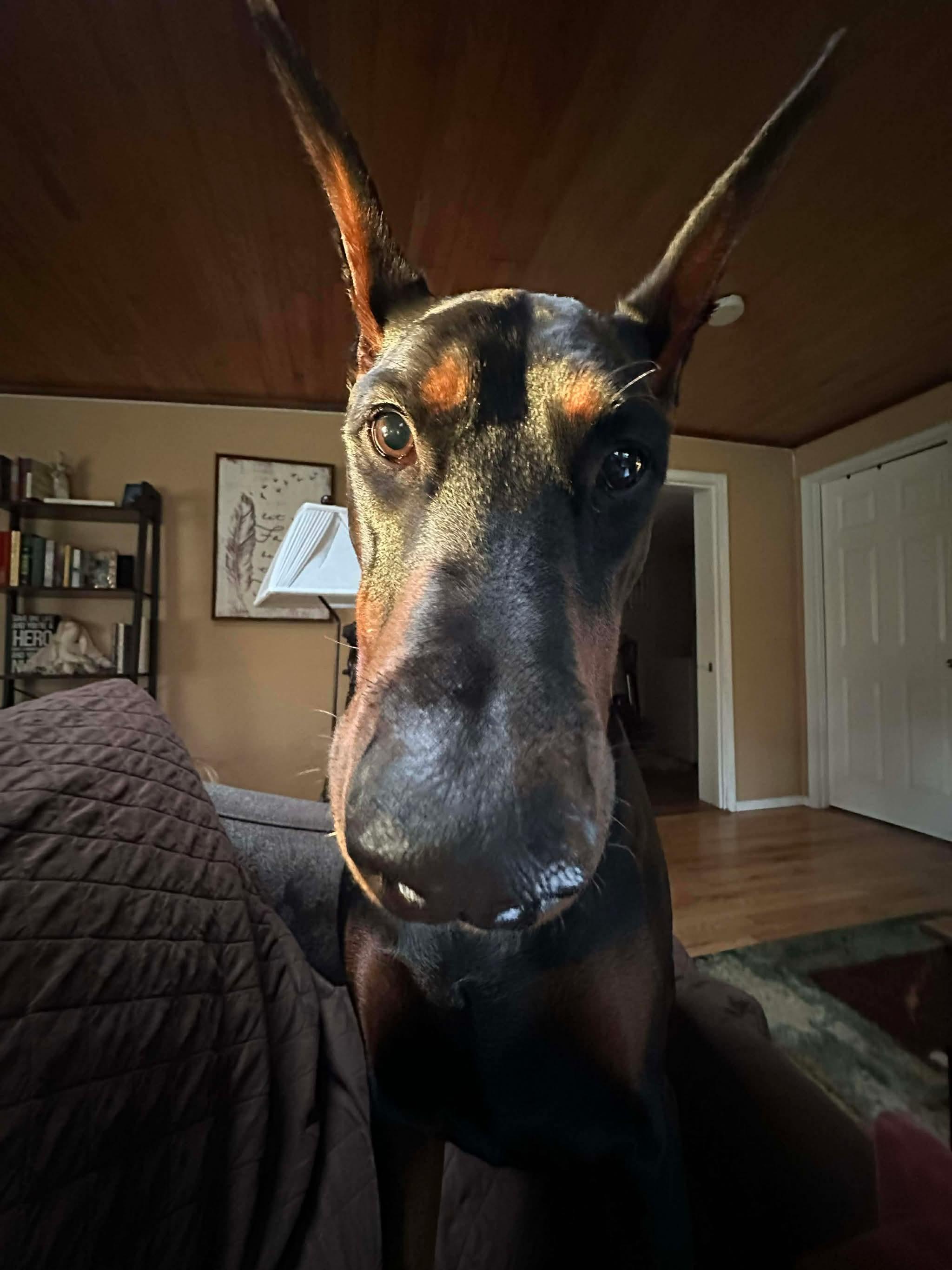 Enlarge Bennett, a Adopted Doberman Pinscher in Shoreline, WA image 4/6