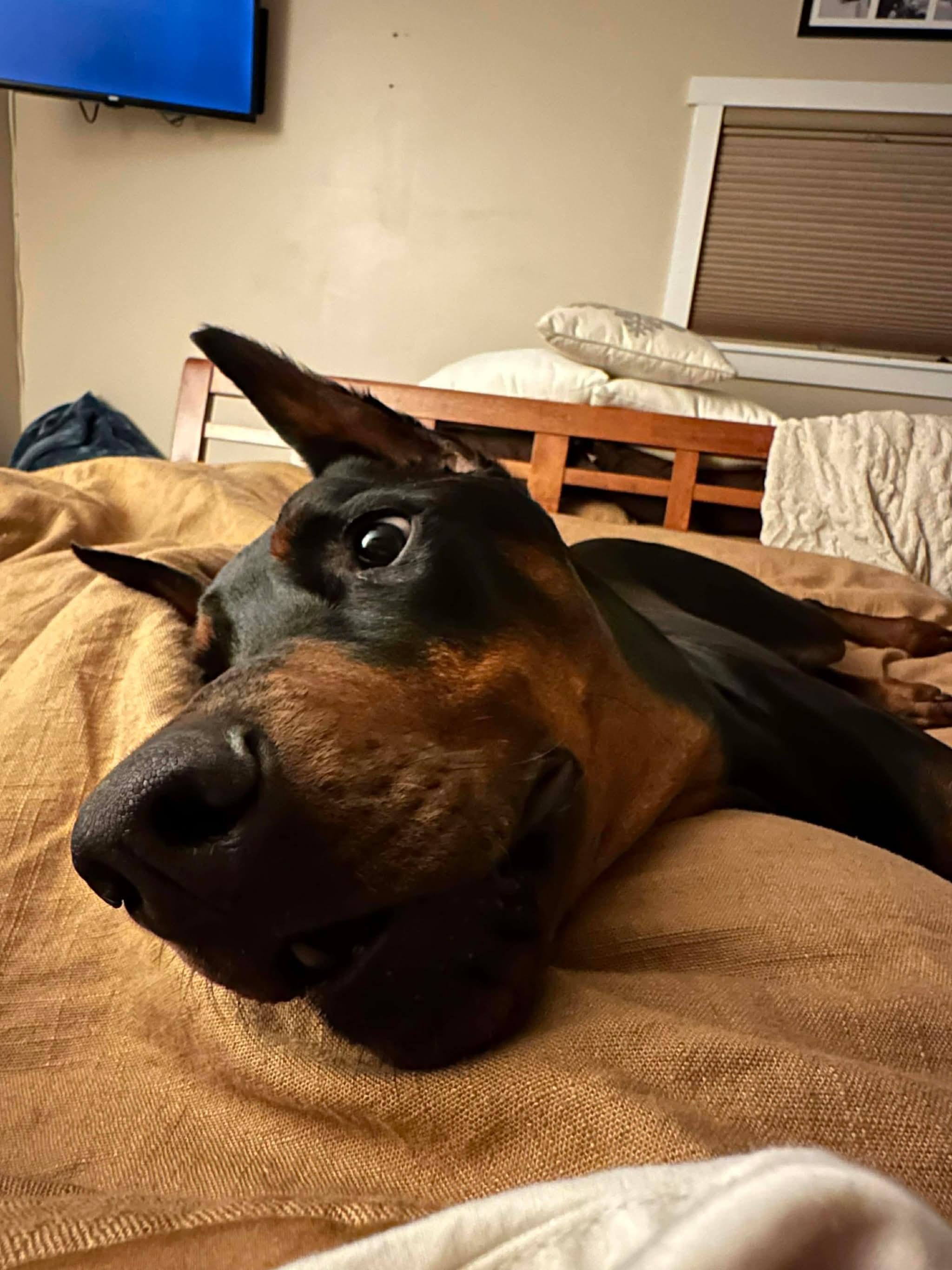 Bennett, Adopted, Adult Male Doberman Pinscher.