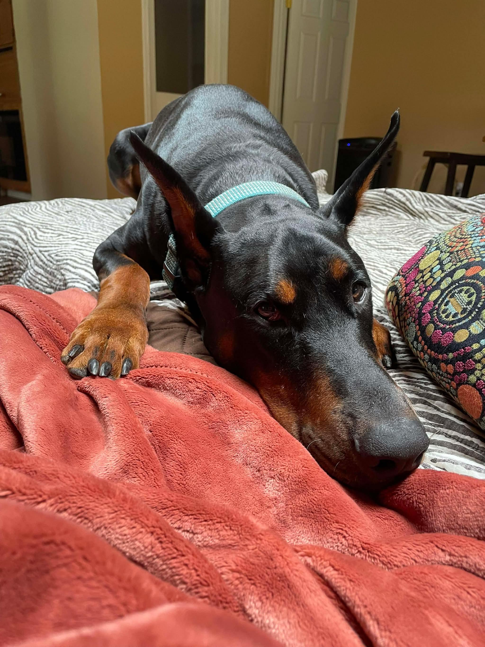 Bennett, Adopted, Adult Male Doberman Pinscher.