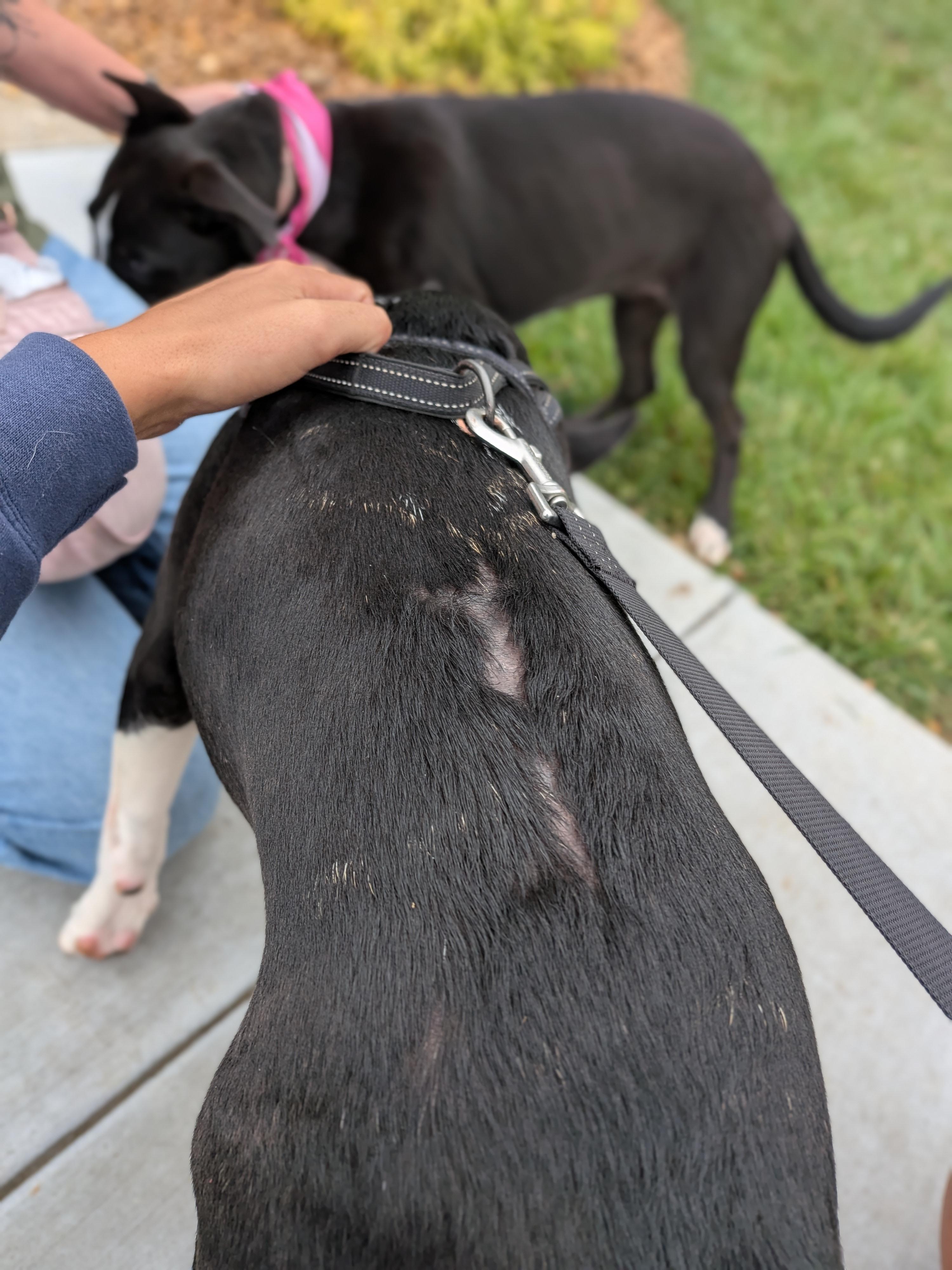 Enlarge Tia, a Adoptable mixed breed in Spring hill, TN image 5/6