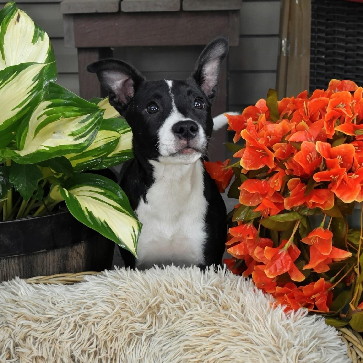 Enlarge Tia, a ADOPTABLE mixed breed in Spring hill, TN image 1/6