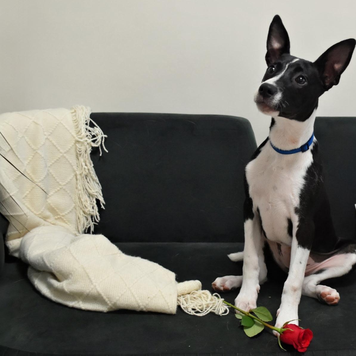 Enlarge Tia, a ADOPTABLE mixed breed in Spring hill, TN image 2/6