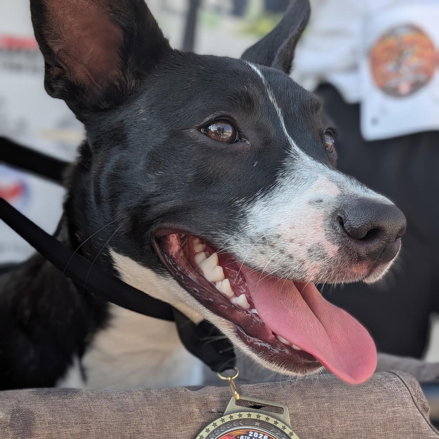 Tia, Adoptable, Young Female Terrier & Mixed Breed.