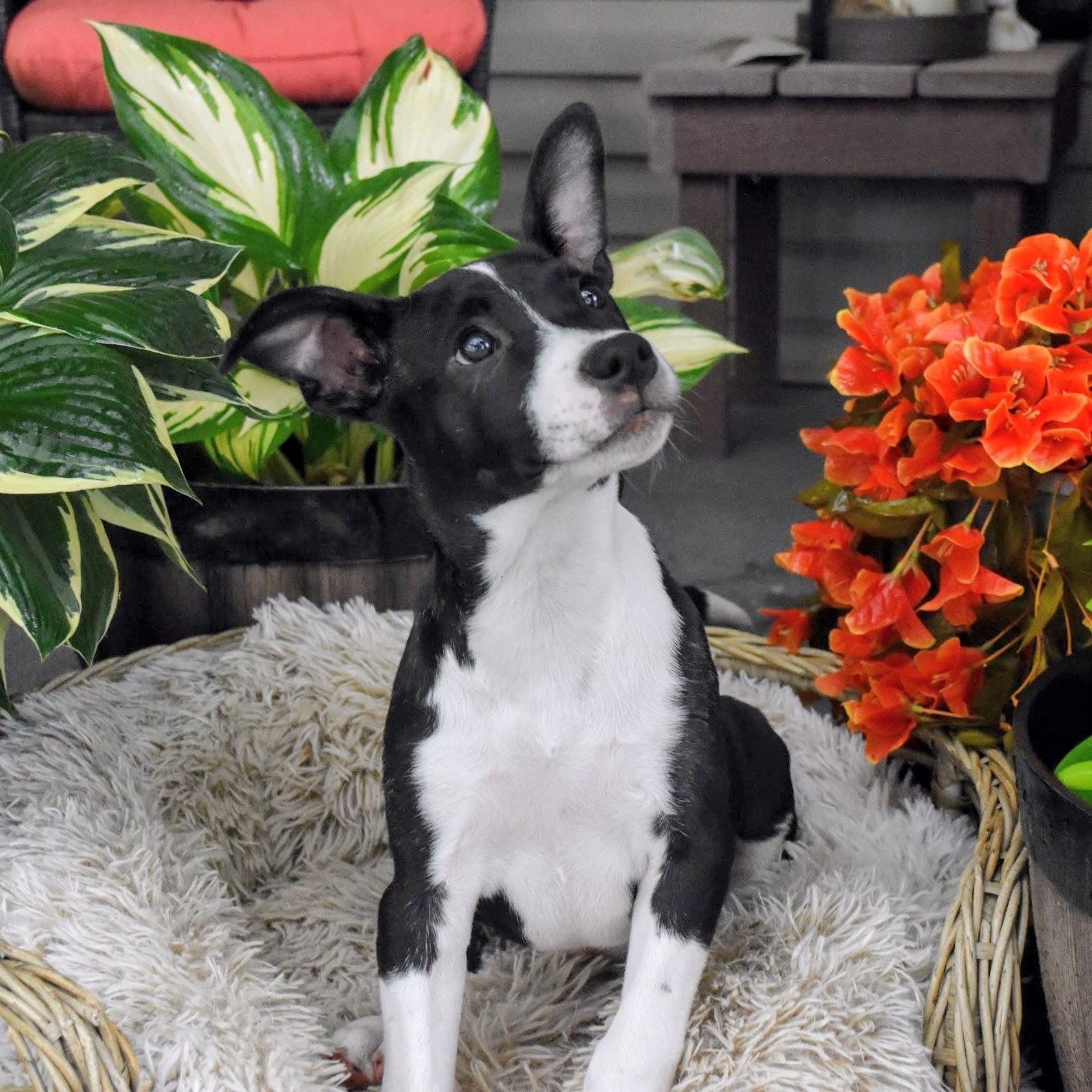 Enlarge Tia, a ADOPTABLE mixed breed in Spring hill, TN image 5/6