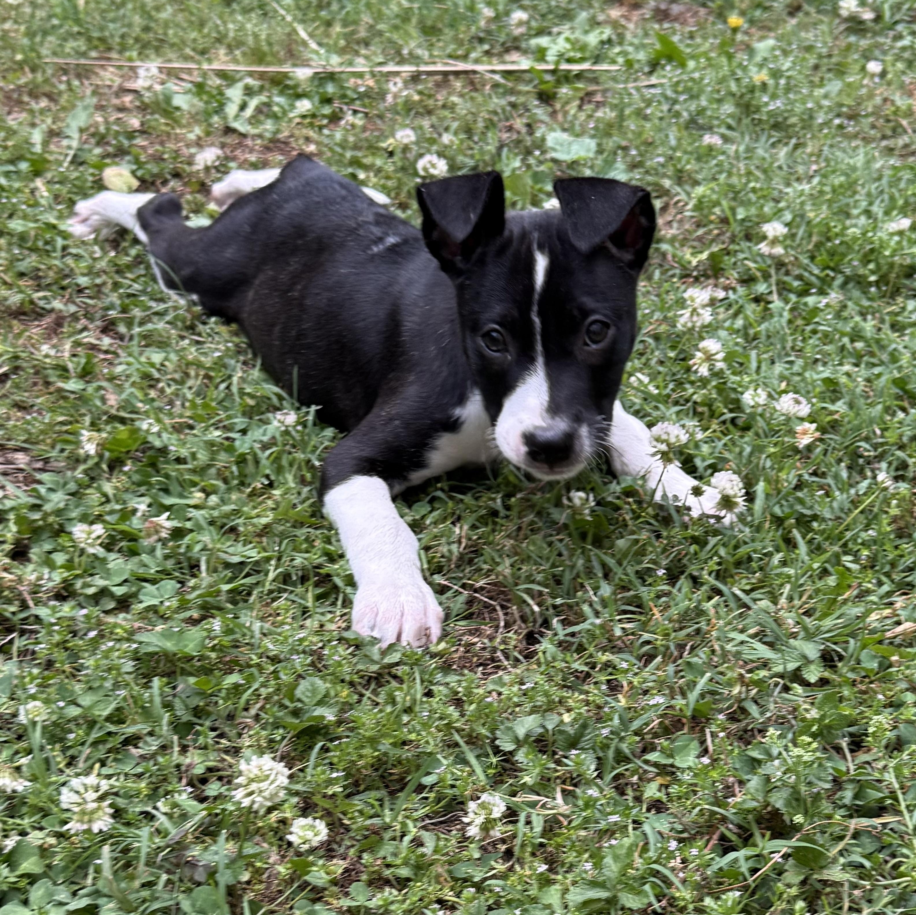 Enlarge Tia, a ADOPTABLE mixed breed in Spring hill, TN image 3/6