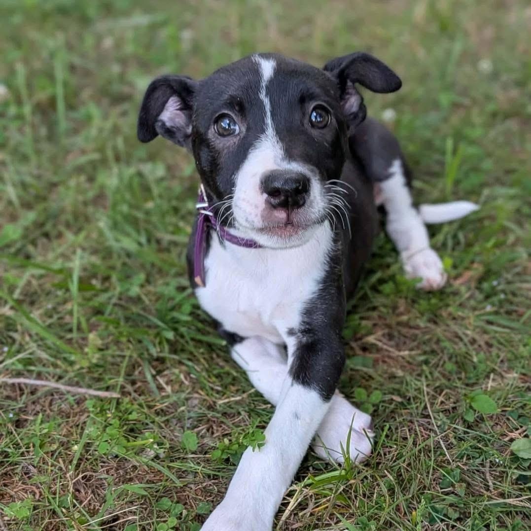 Enlarge Tia, a ADOPTABLE mixed breed in Spring hill, TN image 2/6