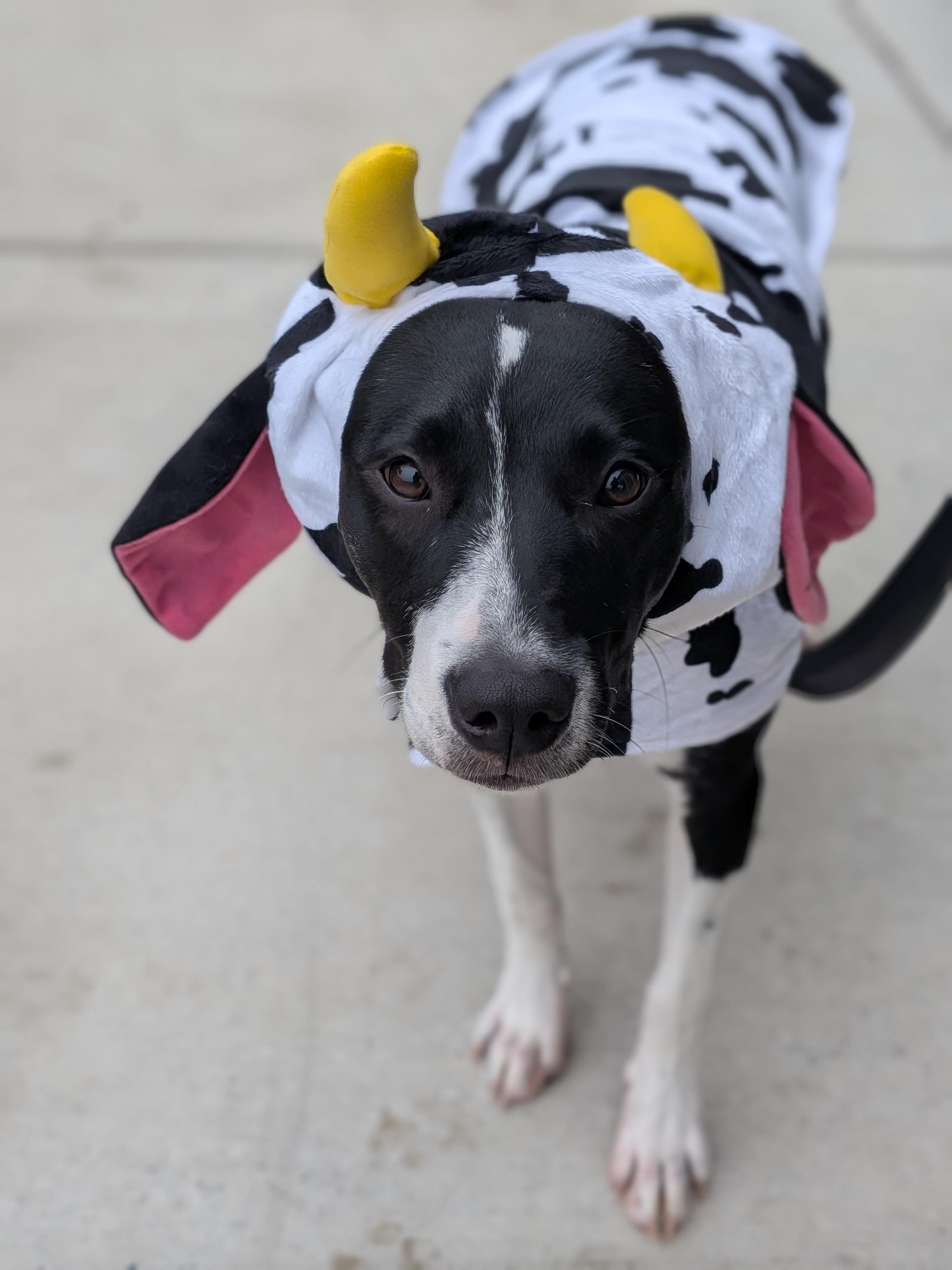 Enlarge Tia, a Adoptable mixed breed in Spring hill, TN image 2/6
