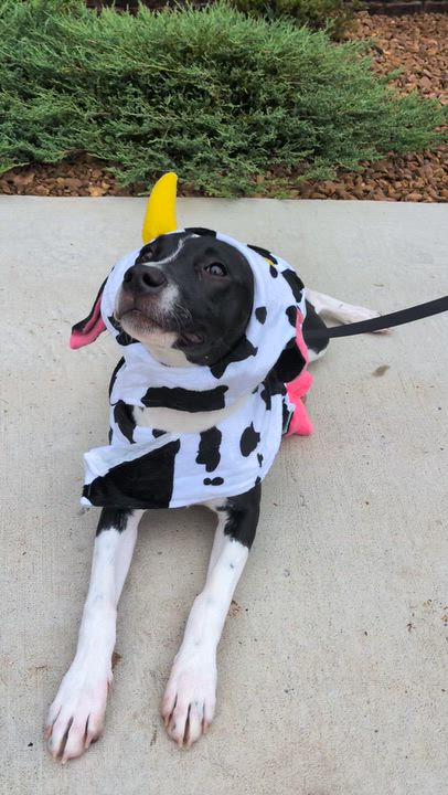 Enlarge Tia, a Adoptable mixed breed in Spring hill, TN video 4/6