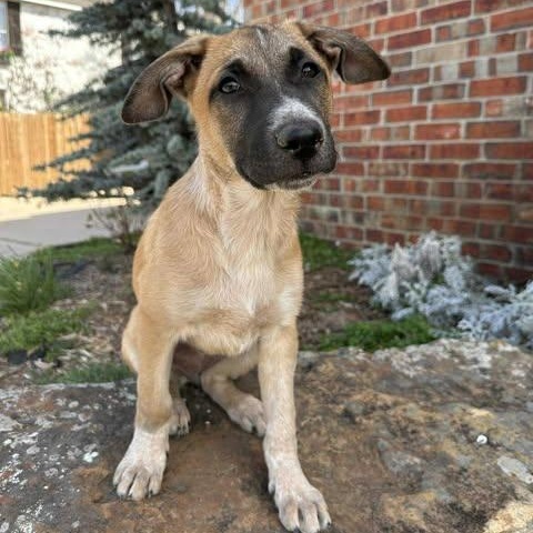 Whisper, adoptable, Puppy Female German Shepherd Dog.