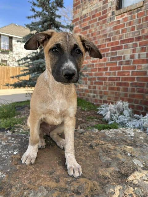 Enlarge Whisper, an adoptable mixed breed in Yukon, OK image 2/2