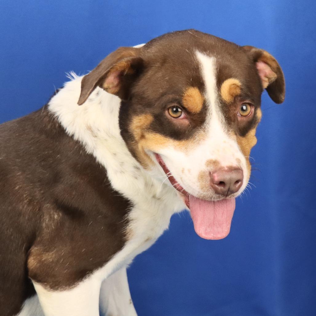 Shirley - 102215T, Adoptable, Adult Female Pit Bull Terrier.