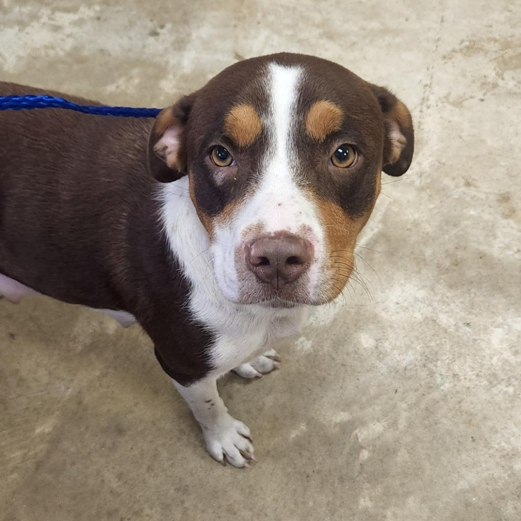 Shirley - 102215T, a Adoptable mixed breed in Tupelo, MS image 2/5