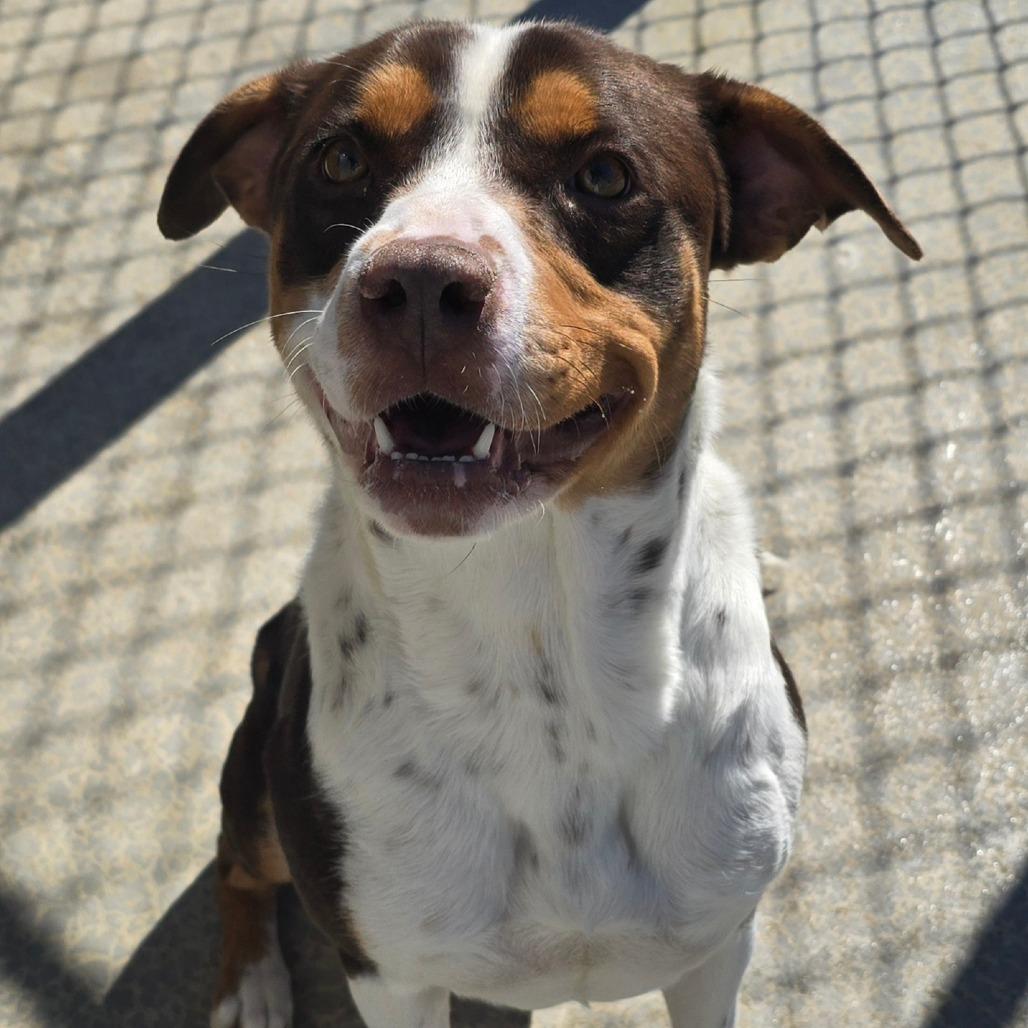 Shirley - 102215T, a Adoptable mixed breed in Tupelo, MS image 5/5
