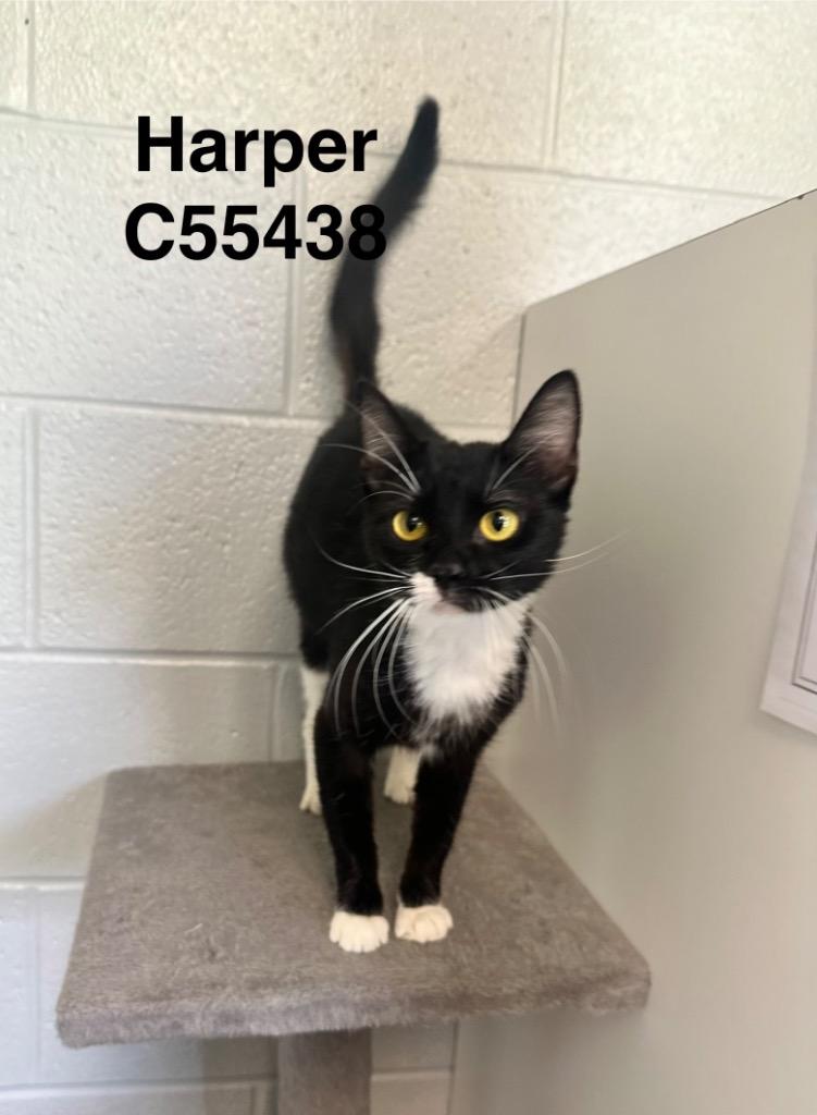 Harper, Adoptable, Young Female Domestic Short Hair.
