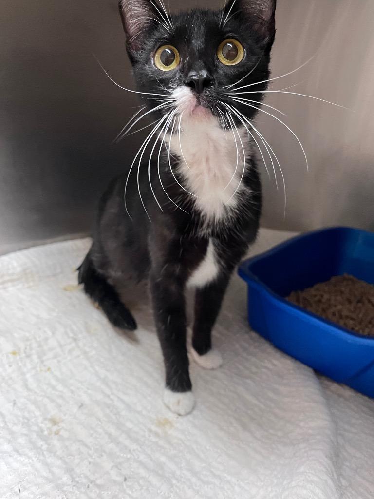 Enlarge Harper, a Adoptable mixed breed in Clarksville, TN image 2/2