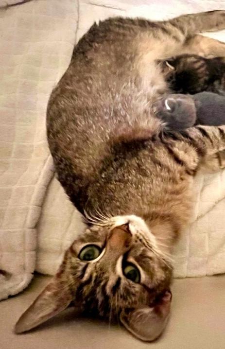 Henrietta, Adoptable, Adult Female Domestic Short Hair & Tabby.