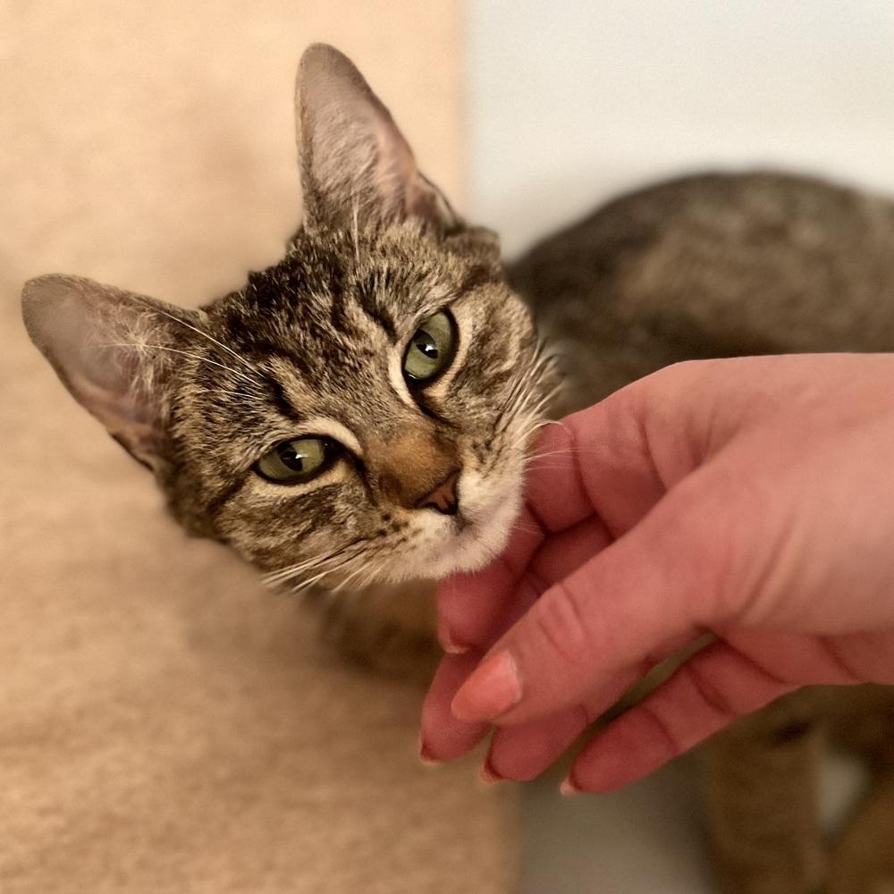 Enlarge Henrietta, a Adoptable mixed breed in Henrico, VA image 2/5