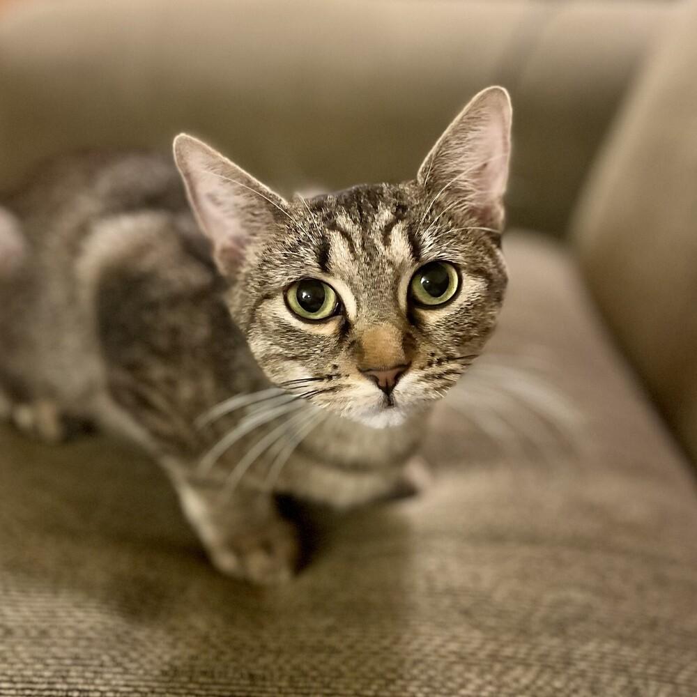 Henrietta, Adoptable, Adult Female Domestic Short Hair.