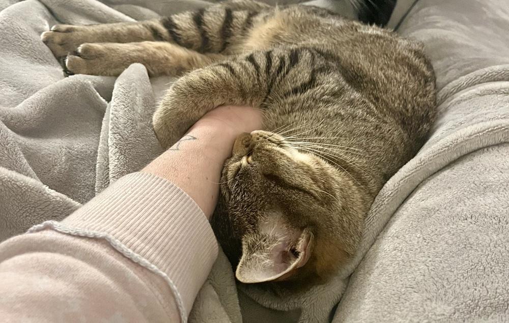 Enlarge Henrietta, a Adoptable mixed breed in Henrico, VA image 2/6