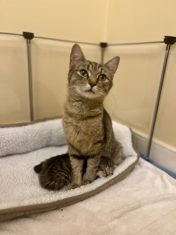 Enlarge Henrietta, a Adoptable mixed breed in Henrico, VA image 4/5