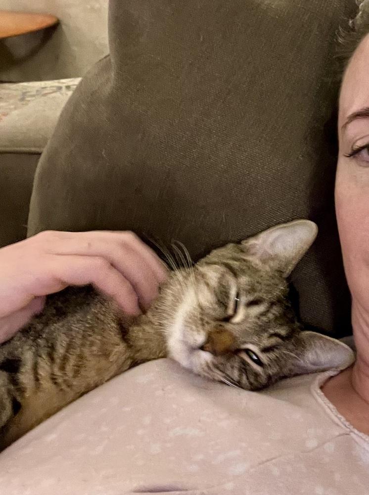 Enlarge Henrietta, a Adoptable mixed breed in Henrico, VA image 5/6