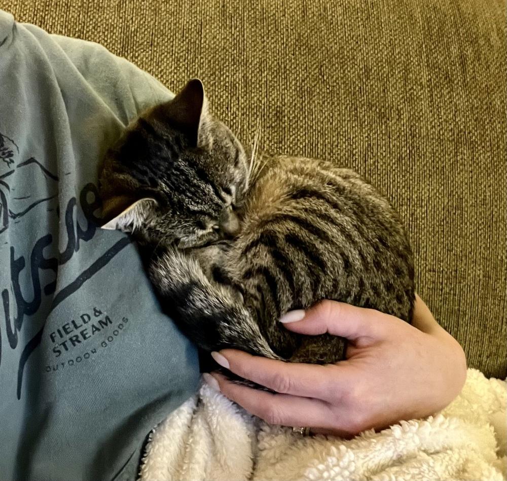 Enlarge Henrietta, a Adoptable mixed breed in Henrico, VA image 5/6