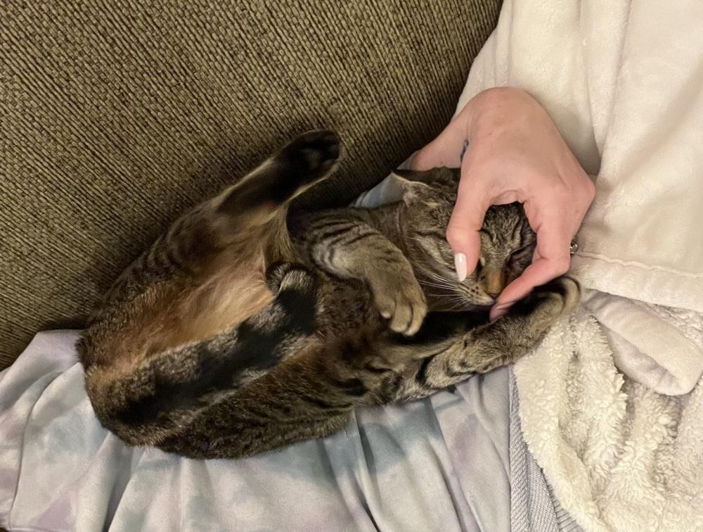 Enlarge Henrietta, a Adoptable mixed breed in Henrico, VA image 6/6