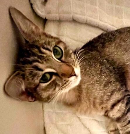 Enlarge Henrietta, a Adoptable mixed breed in Henrico, VA image 5/5