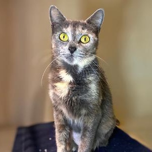 PEGGY, Adoptable, Adult Female Domestic Short Hair.