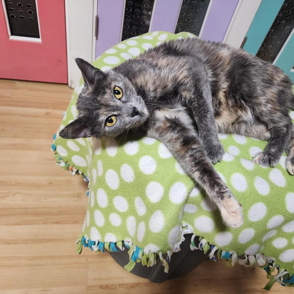 PEGGY, a Adoptable Domestic Short Hair in Graham, WA image 3/6