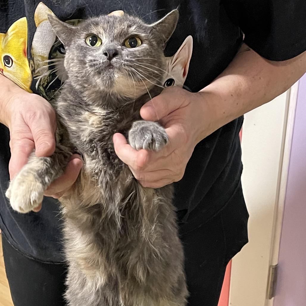PEGGY, a Adoptable Domestic Short Hair in Graham, WA image 6/6