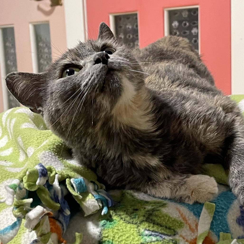 PEGGY, a Adoptable Domestic Short Hair in Graham, WA image 4/6