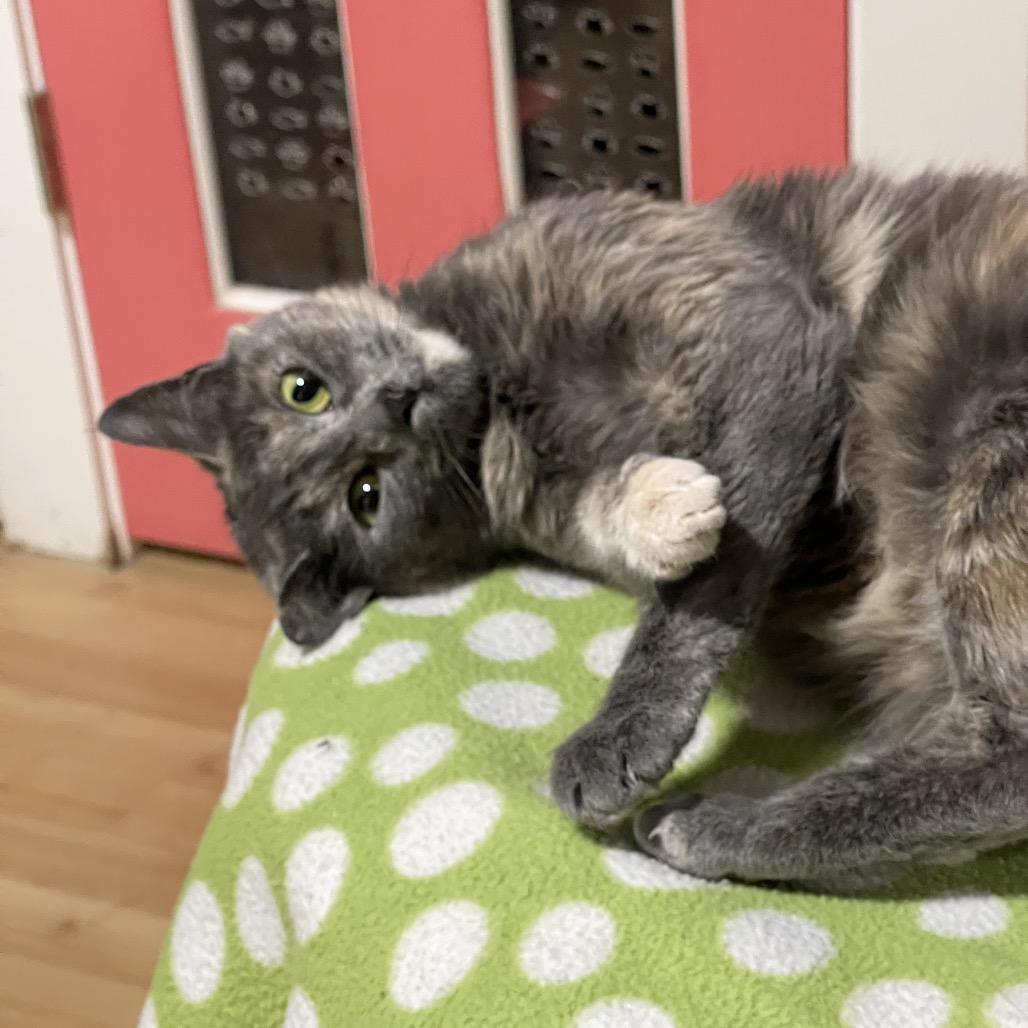 PEGGY, a Adoptable Domestic Short Hair in Graham, WA image 5/6