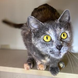 PEGGY, a Adoptable Domestic Short Hair in Graham, WA image 2/6