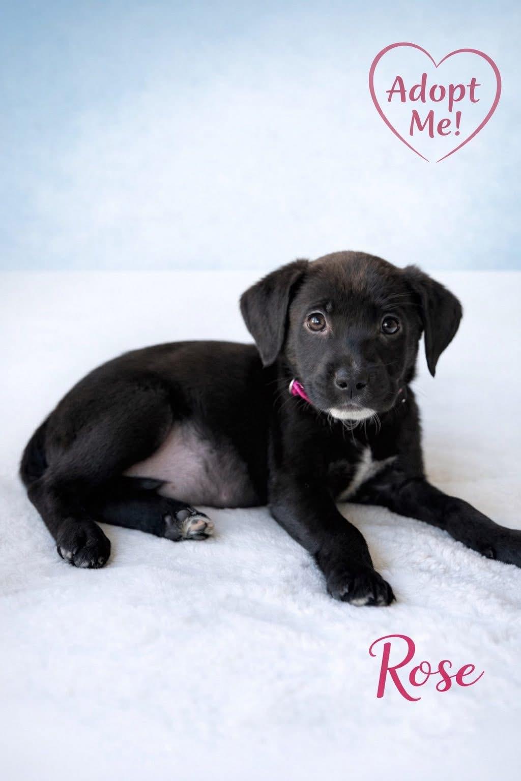 Rose, ADOPTABLE, Puppy Female Black Labrador Retriever.