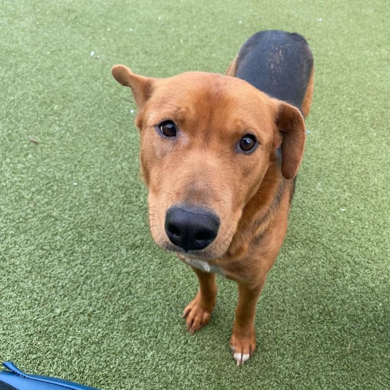 Enlarge Cinnamon, an adopted mixed breed in New Bedford, MA image 1/3