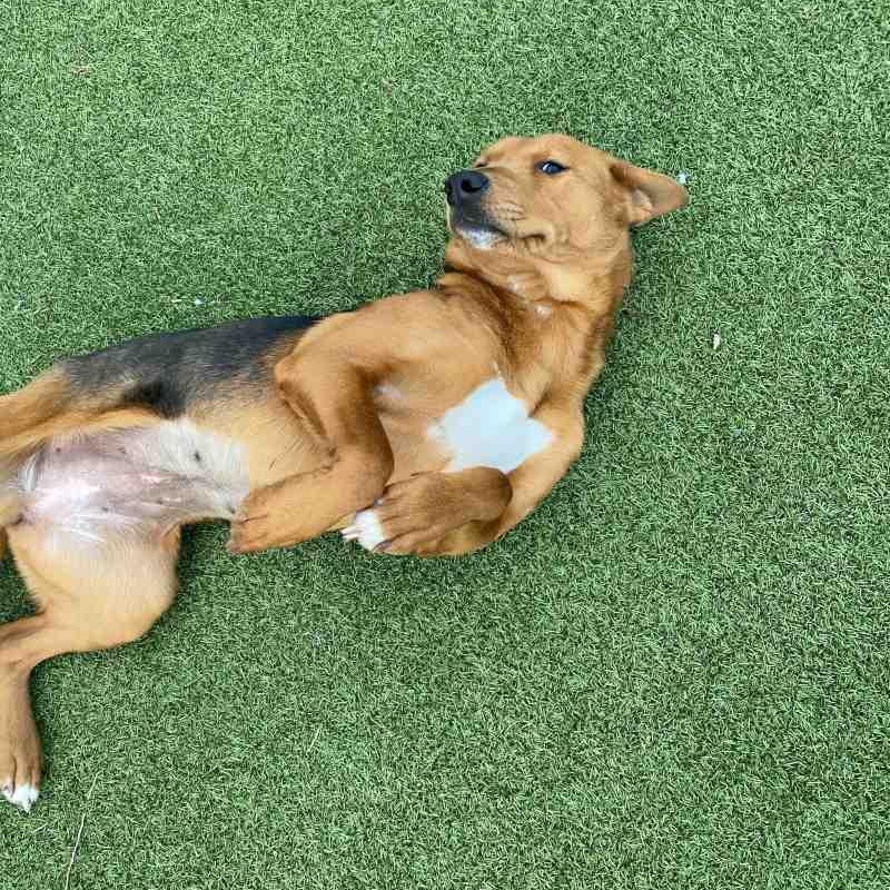 Enlarge Cinnamon, an adopted mixed breed in New Bedford, MA image 2/3