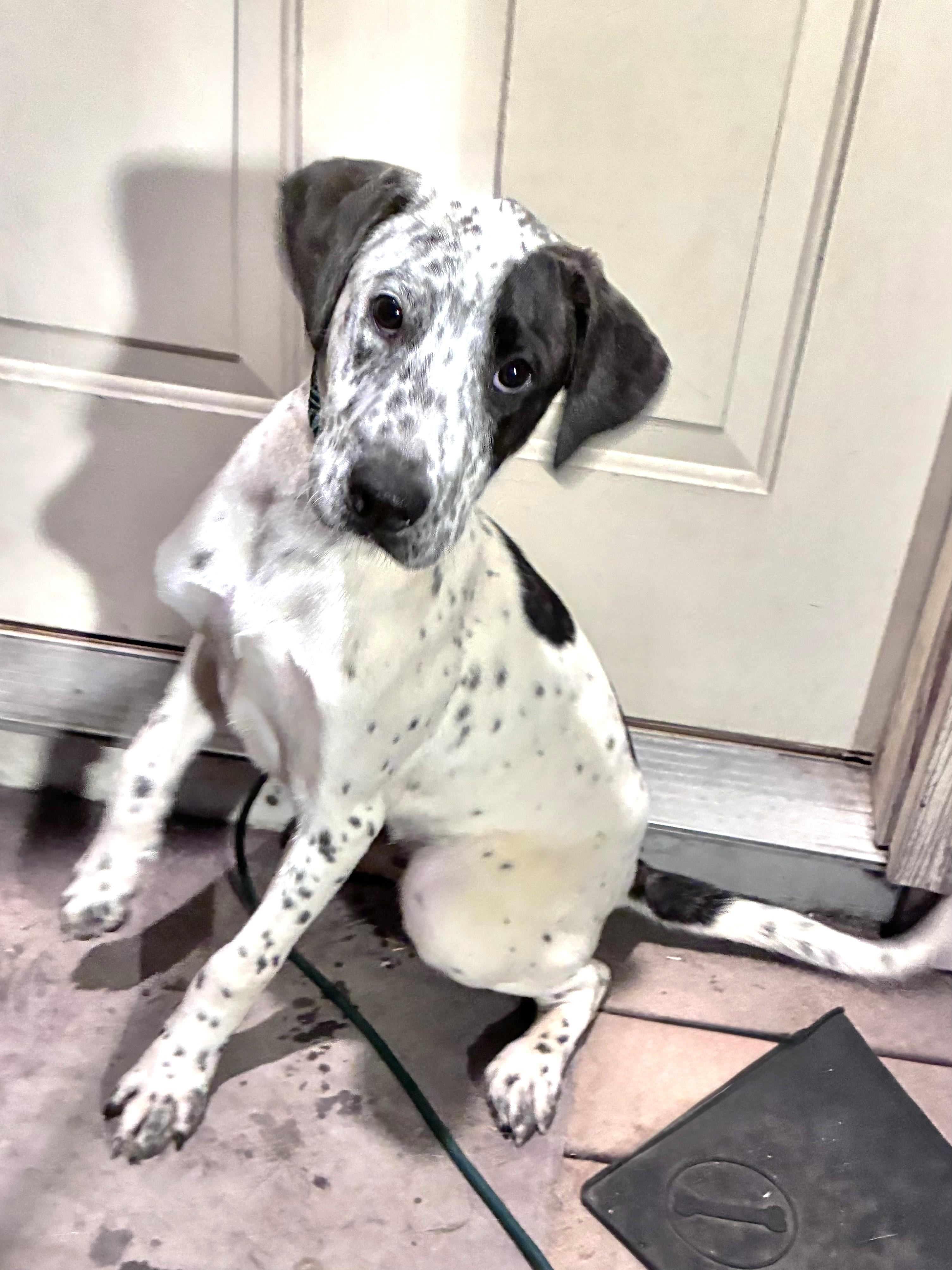 Kojak, Adoptable, Puppy Male Retriever & Shepherd.
