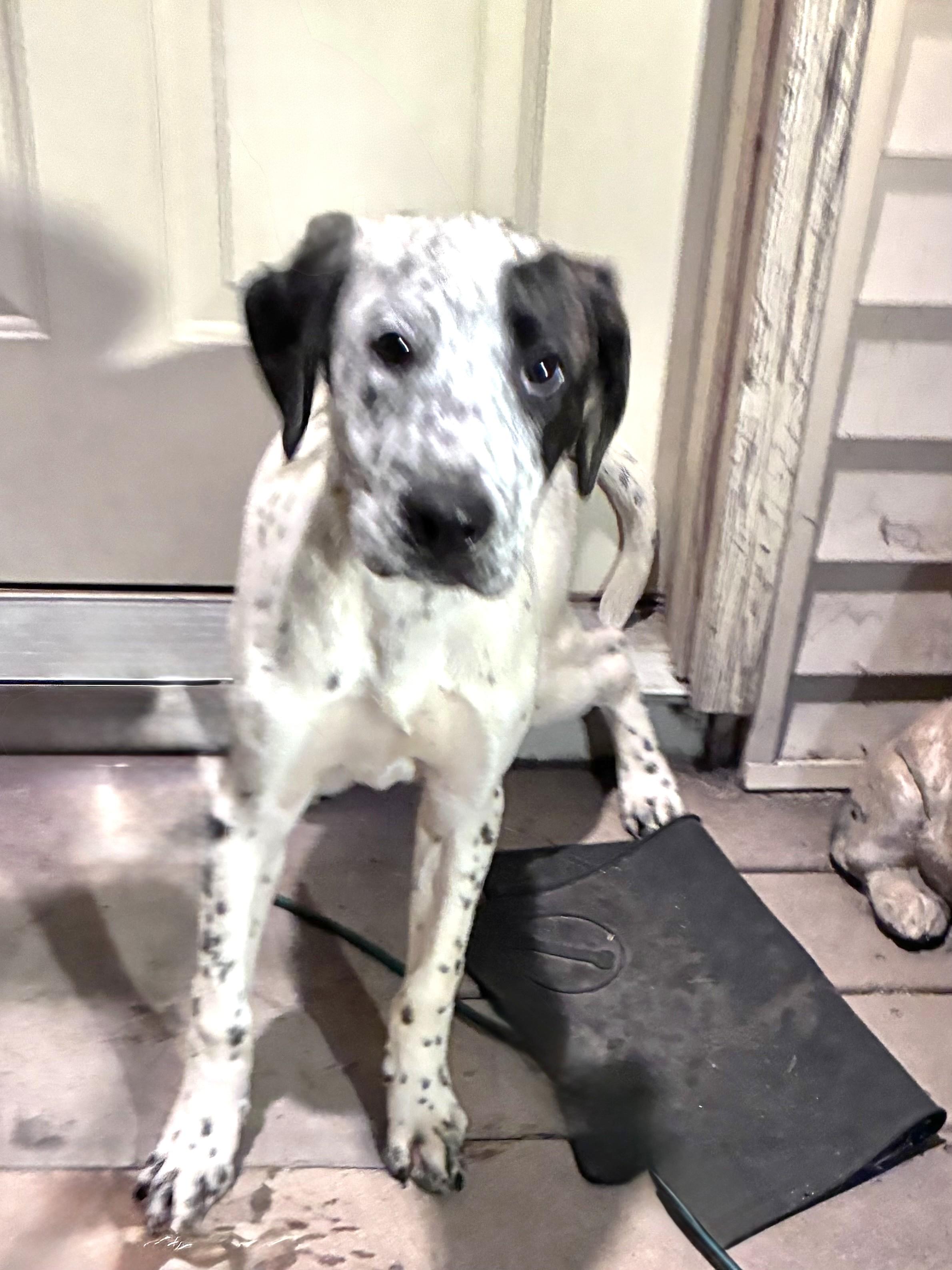 Enlarge Kojak, a Adoptable mixed breed in West Chicago, IL image 2/3