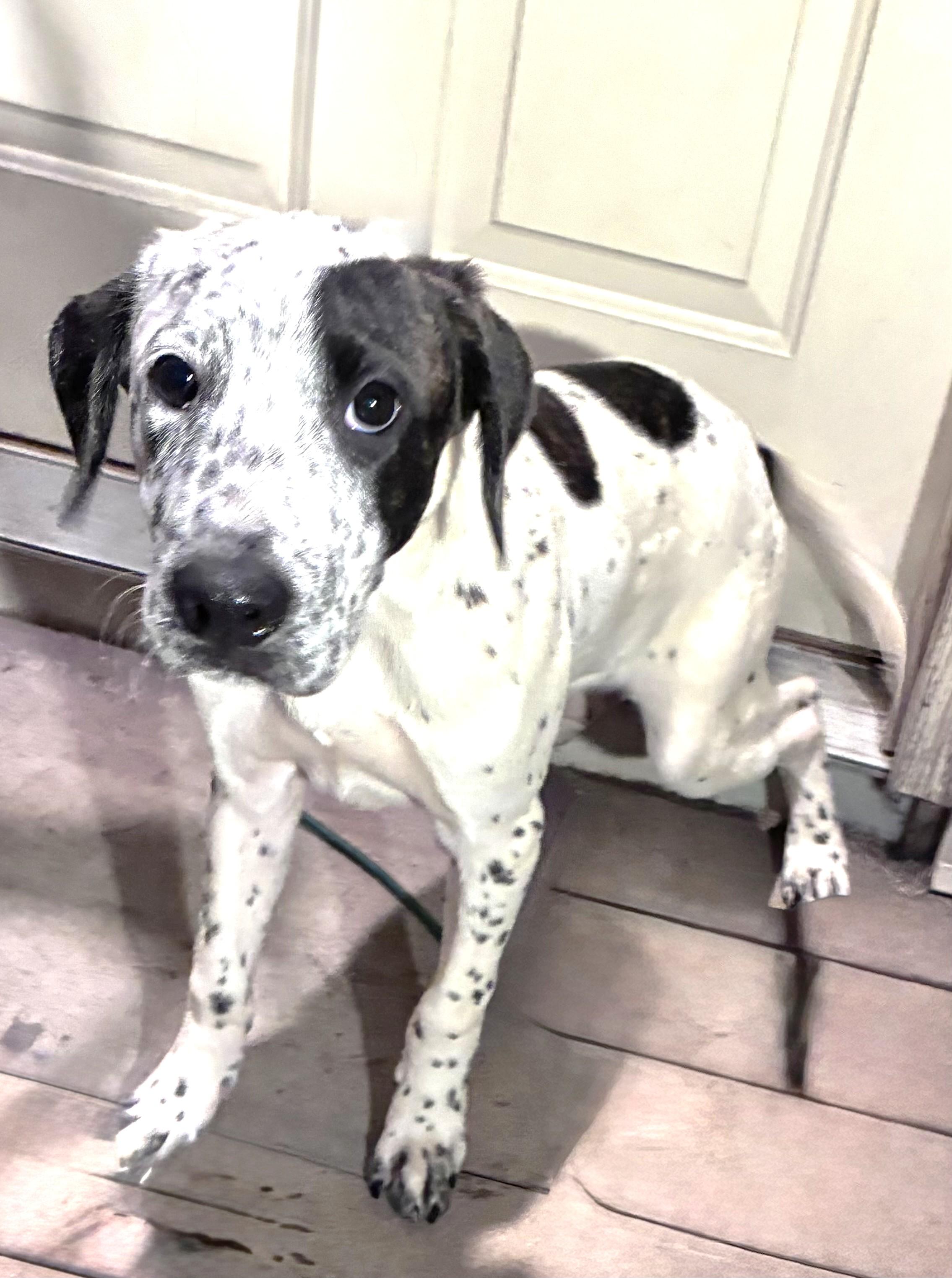 Enlarge Kojak, a Adoptable mixed breed in West Chicago, IL image 3/3
