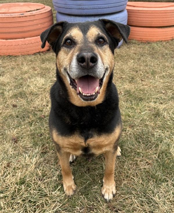 Chief, Adoptable, Senior Male Shepherd.