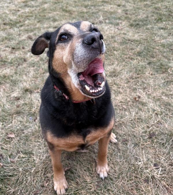 Chief, Adoptable, Senior Male Shepherd.