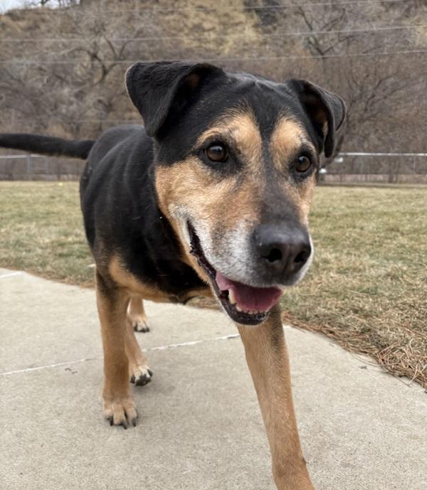 Chief, a Adoptable mixed breed in Sioux City, IA image 2/6
