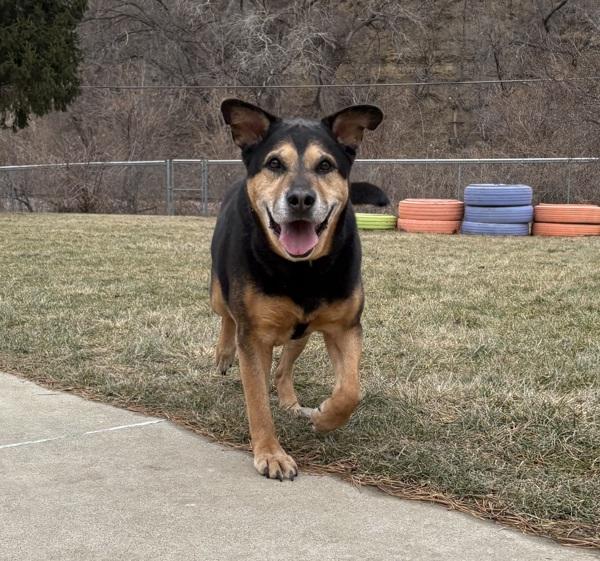 Chief, a Adoptable mixed breed in Sioux City, IA image 3/6